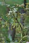vignette Quercus faginea ssp. faginea 'Aspendos'