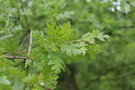 vignette Quercus pubescens 'Anesca'