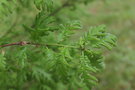 vignette Quercus pubescens 'Epigri'