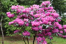vignette Rhododendron 'Gabriela'