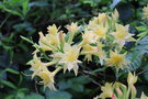 vignette Rhododendron 'Narcissiflorum'