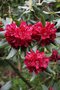 vignette Rhododendron 'Sammetglut'