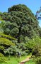 vignette La SHBL visite le jardin de Mount Usher - Pinus montezumae
