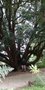 vignette La SHBL visite larboretum de Kilmacurragh - Podocarpus