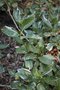 vignette Hydrangea macrophylla 'Eclipse'