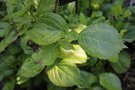 vignette Hydrangea macrophylla 'Le Petit Robert'