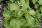 vignette Hydrangea macrophylla 'Plogastel'
