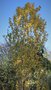 vignette Populus nigra 'Lombardy Gold'