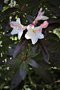 vignette Rhododendron 'Martha Isaacson'