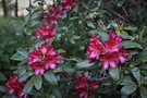 vignette Rhododendron 'Sonata'