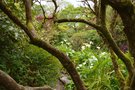 vignette La SHBL visite les jardins de Kells Bay