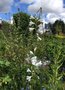 vignette Watsonia borbonica subsp. ardernei - Watsonia blanc