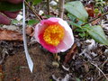 vignette Camellia P'tit Zef (trichocarpa var.henryi X yunnanensis) au 23 06 19