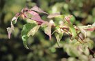 vignette Acer crataegifolium 'Veitchii'