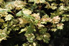 vignette Acer pseudoplatanus f. variegatum 'Simon-Louis Frres'