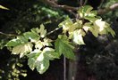 vignette Acer pseudoplatanus f. variegatum 'Simon-Louis Frres'