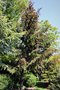 vignette Picea abies 'Cruenta'