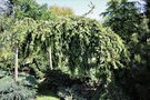 vignette Picea abies 'Wingle's Weeper'