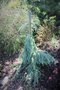vignette Picea engelmannii 'Bush's Lace'