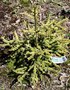 vignette Picea orientalis 'Firefly'