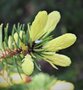 vignette Picea pungens 'Maigold'