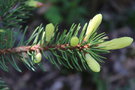 vignette Picea pungens 'Maigold'