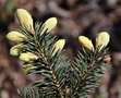 vignette Picea pungens 'William' ?