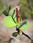 vignette Salix magnifica