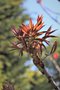 vignette Sorbus sargentiana