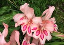 vignette Gladiolus x colvillei 'Impressive' - Glaieul nain bicolore