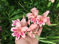 vignette Gladiolus x colvillei 'Impressive' - Glaieul nain bicolore