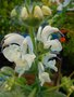 vignette Salvia argentea