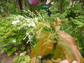 vignette Oxydendron arboreum : furure floraison