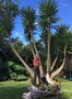 vignette La SHBL visite le jardin de Guy Piret  Brls - Yucca gigantea