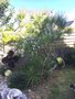vignette La SHBL visite le jardin de Guy Piret  Brls - Verveine citronnelle - Aloysia triphylla ou Aloysia citriodora ou Lippia citriodora