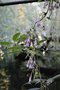 vignette Holboellia latifolia  lanceolate-leaved HWJK 2419