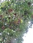 vignette Adansonia digitata (fruits)