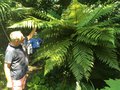 vignette La SHBL visite le Jardin de Lon et Christiane  Lanrivoar - Dicksonia squarrosa - Fougre arborescente