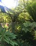 vignette La SHBL visite le Jardin de Lon et Christiane  Lanrivoar - Cyathea medullaris