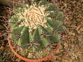 vignette Echinocactus ingens