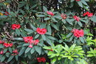 vignette Rhododendron cv. 200