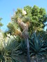 vignette Yucca brevifolia 'Joshua tree'