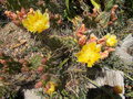 vignette opuntia phaeacantha floraison