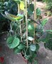 vignette Paederia lanuginosa - Plante got camembert ou Plante fromage