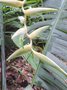 vignette Heliconia chartacea meeanea 'Surinam Gold'