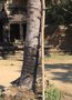 vignette Borassus flabellifer - Palmier de Palmyre, Palmier  sucre, Palmier rnier, Borasse