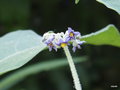 vignette Solanum mauritianum , Bringellier marron