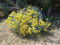 vignette Helichrysum italicum ,