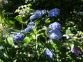 vignette Hortensia bleu, mon jardin