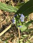 vignette Jardin Extraordinaire de Brest 2019 - 07 - Echium candicans 'Blue Select'